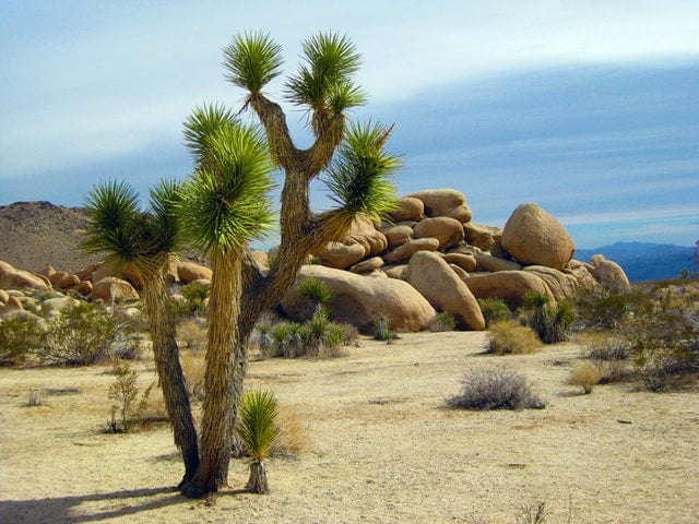 Antelope Valley Desert