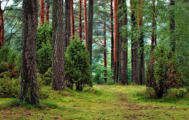 Forest with clean air