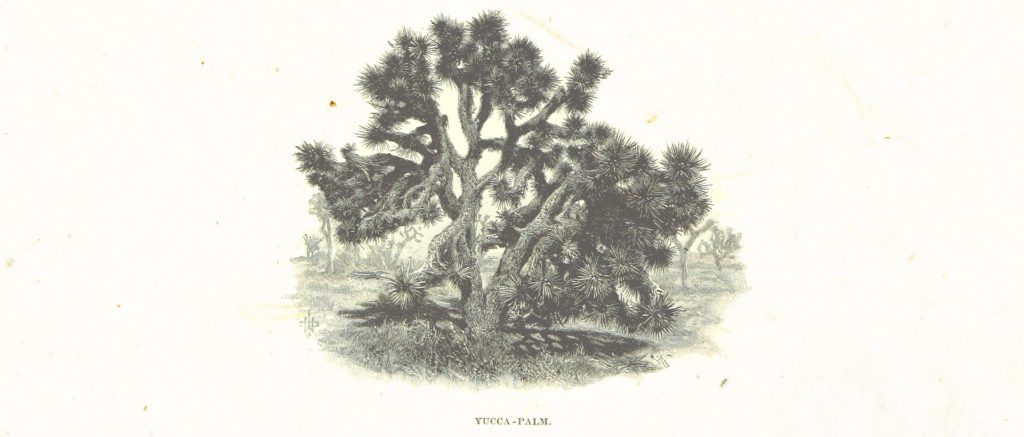 A Yucca Palm Tree